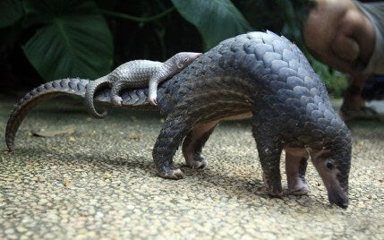 The Amazing World Of Pangolins