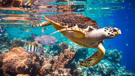 The World Of Ancient Majestic Sea Turtles
