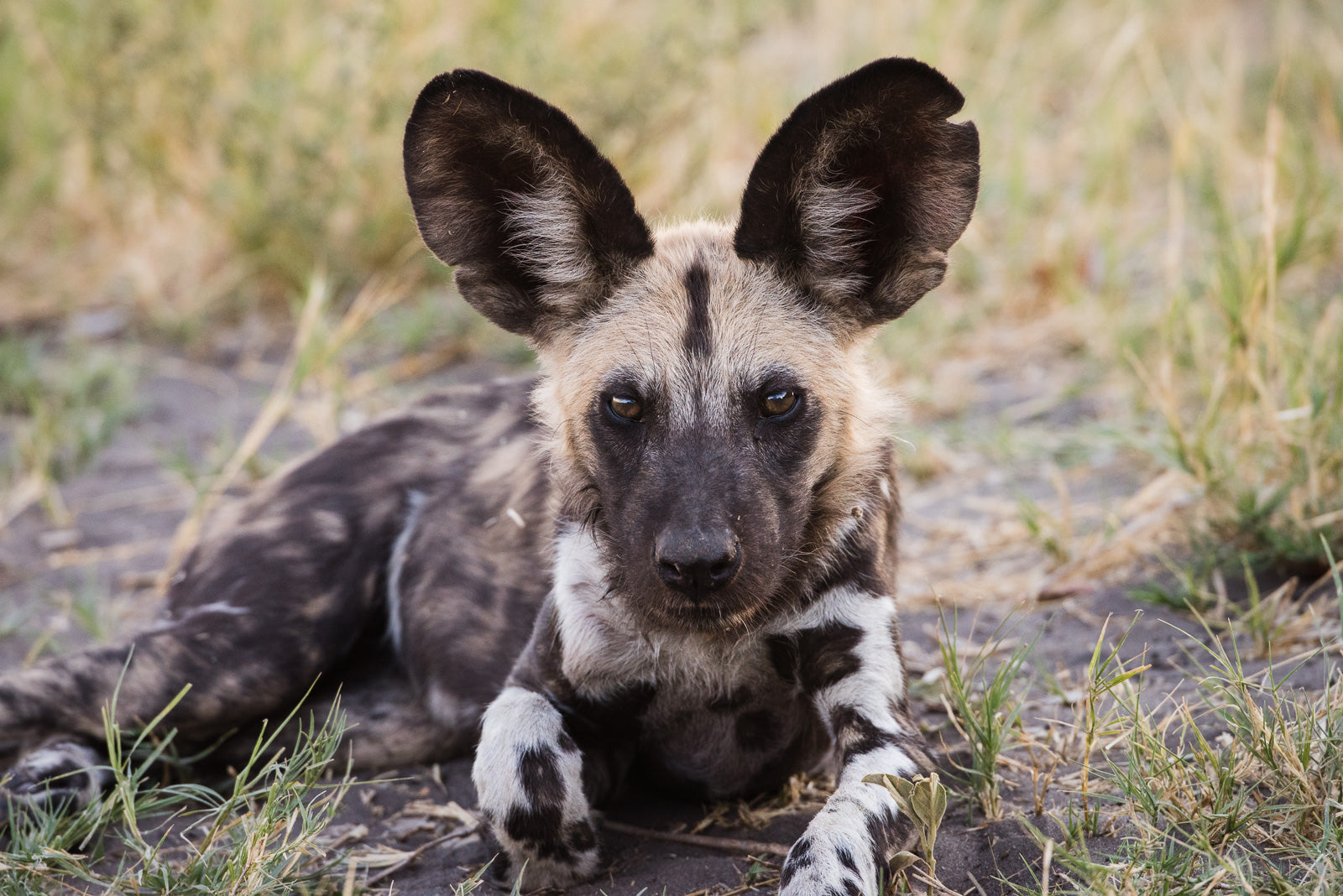 The Plight Of The African Wild Dog – African Pewter