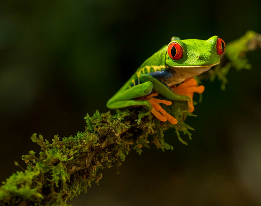 For the Preservation Of Our Frogs - World Frog Day